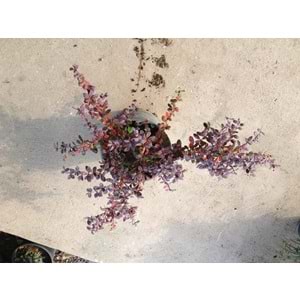 Berberis thunbergii