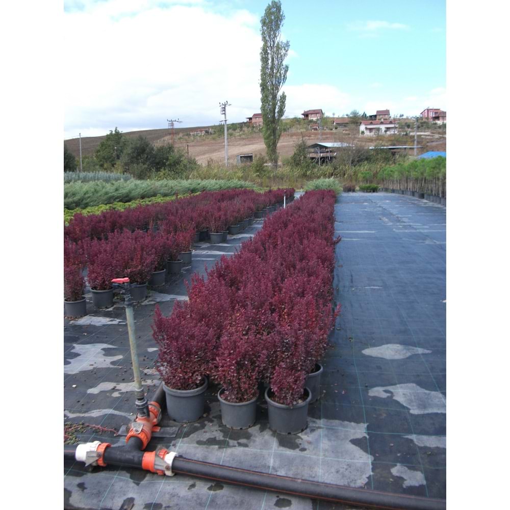 Berberis thunbergii