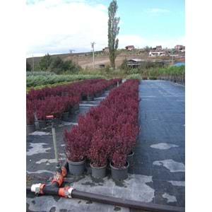 Berberis thunbergii