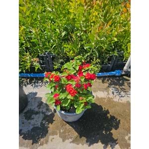 Mİne Çiçeği (Lantana camara,) 10LT
