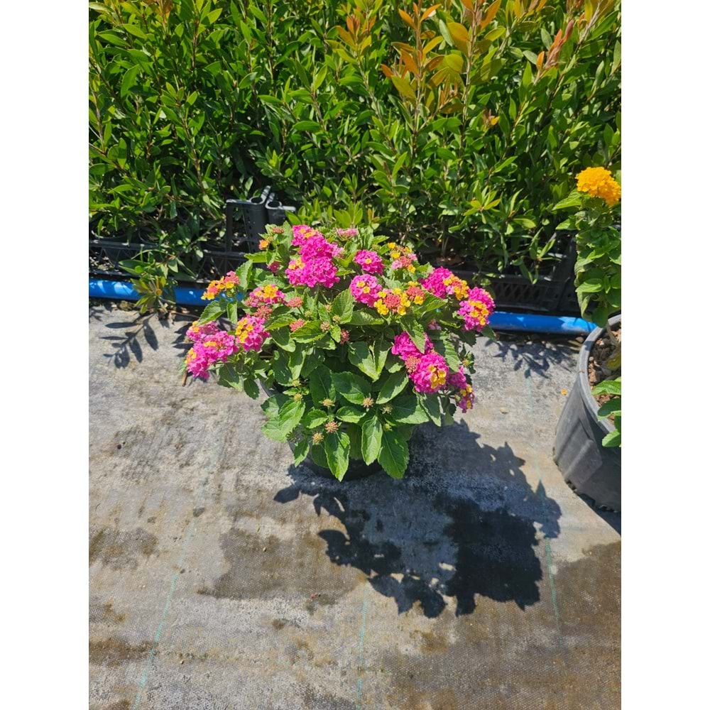 Mİne Çiçeği (Lantana camara,) 10LT