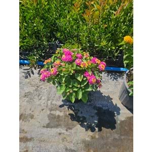 Mİne Çiçeği (Lantana camara,) 10LT