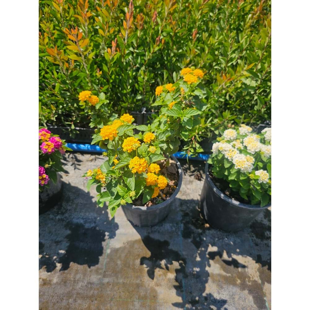Mİne Çiçeği (Lantana camara,) 10LT