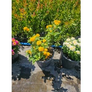 Mİne Çiçeği (Lantana camara,) 10LT