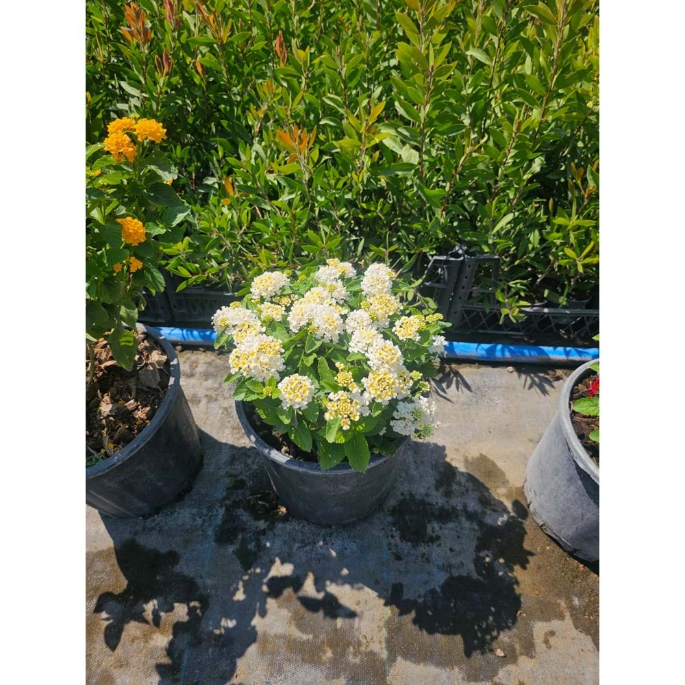 Mİne Çiçeği (Lantana camara,) 10LT