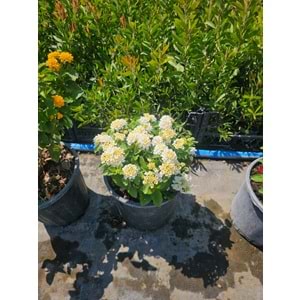 Mİne Çiçeği (Lantana camara,) 10LT