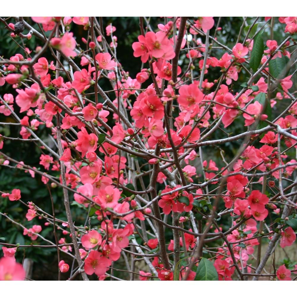 Chaenomeles japonica