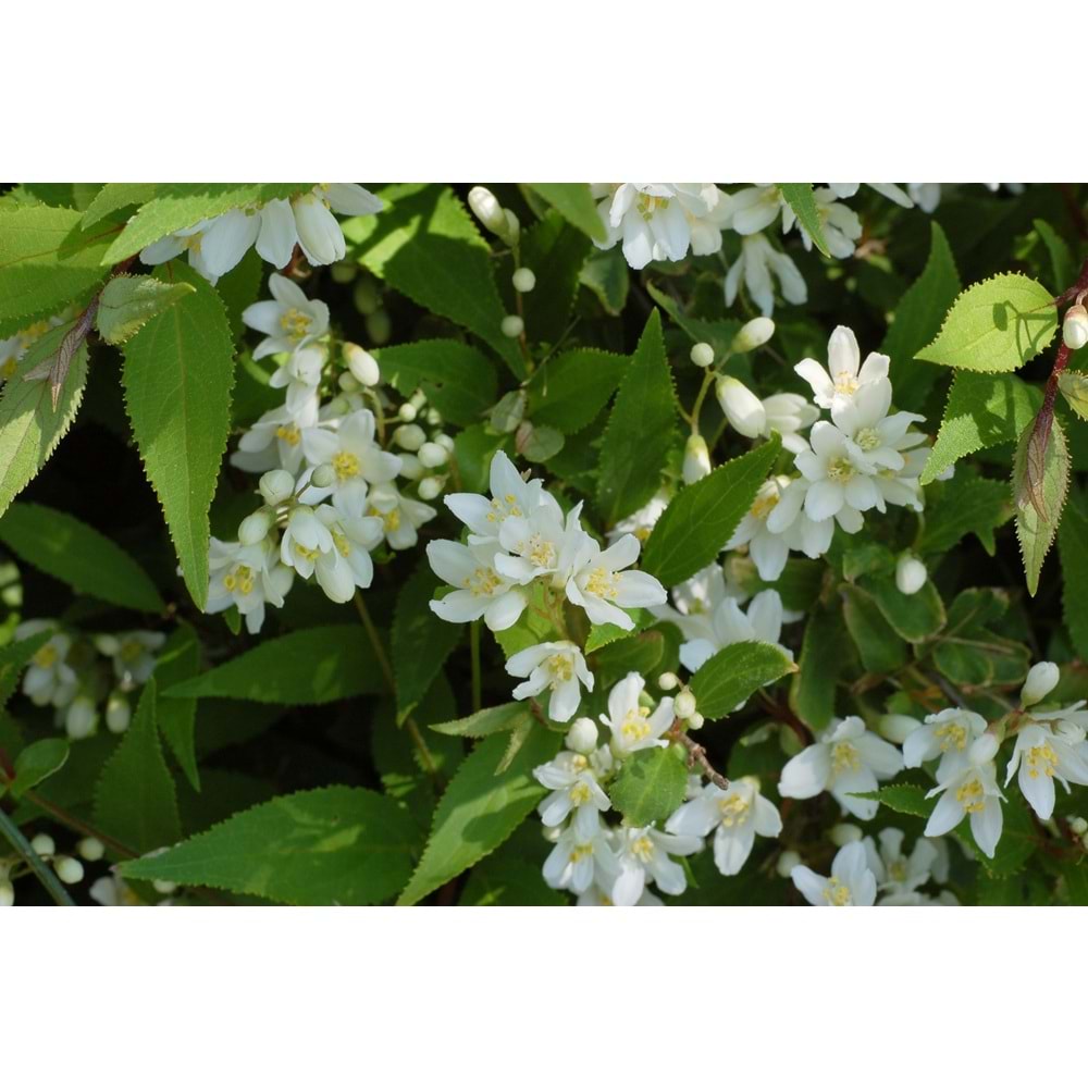 Deutzia gracilis