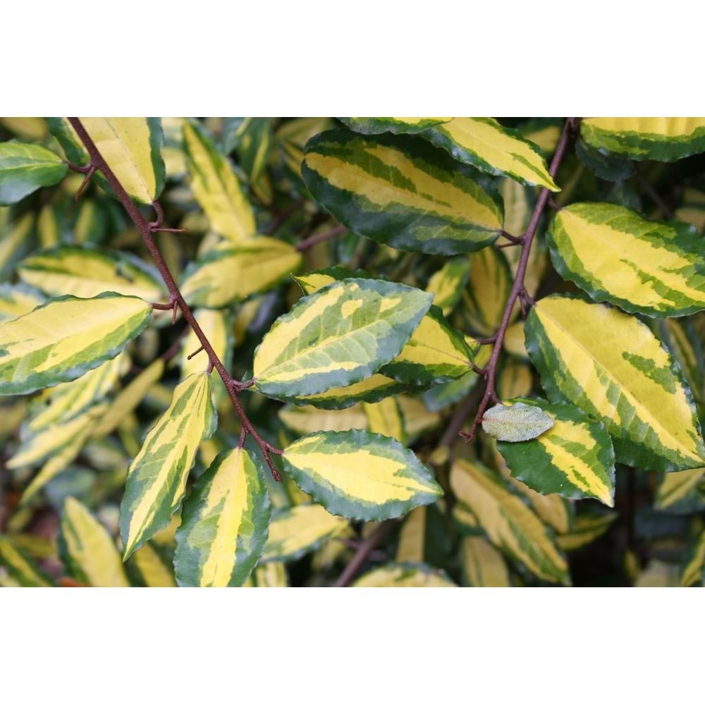 Elaeagnus pungens
