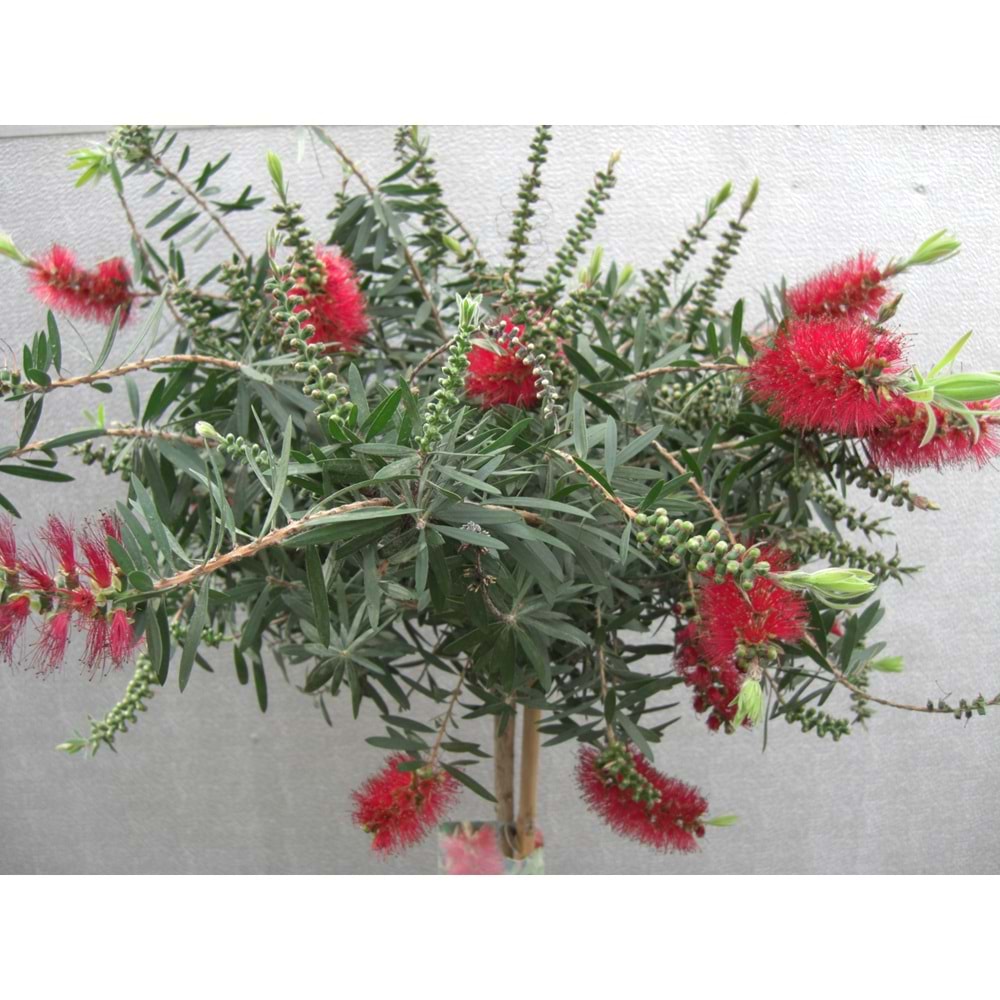 Callistemon leavis (Şişe fırçası çalısı) 3 lt