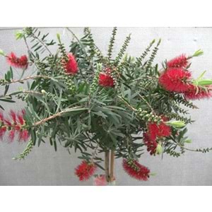 Callistemon leavis (Şişe fırçası çalısı) 3 lt