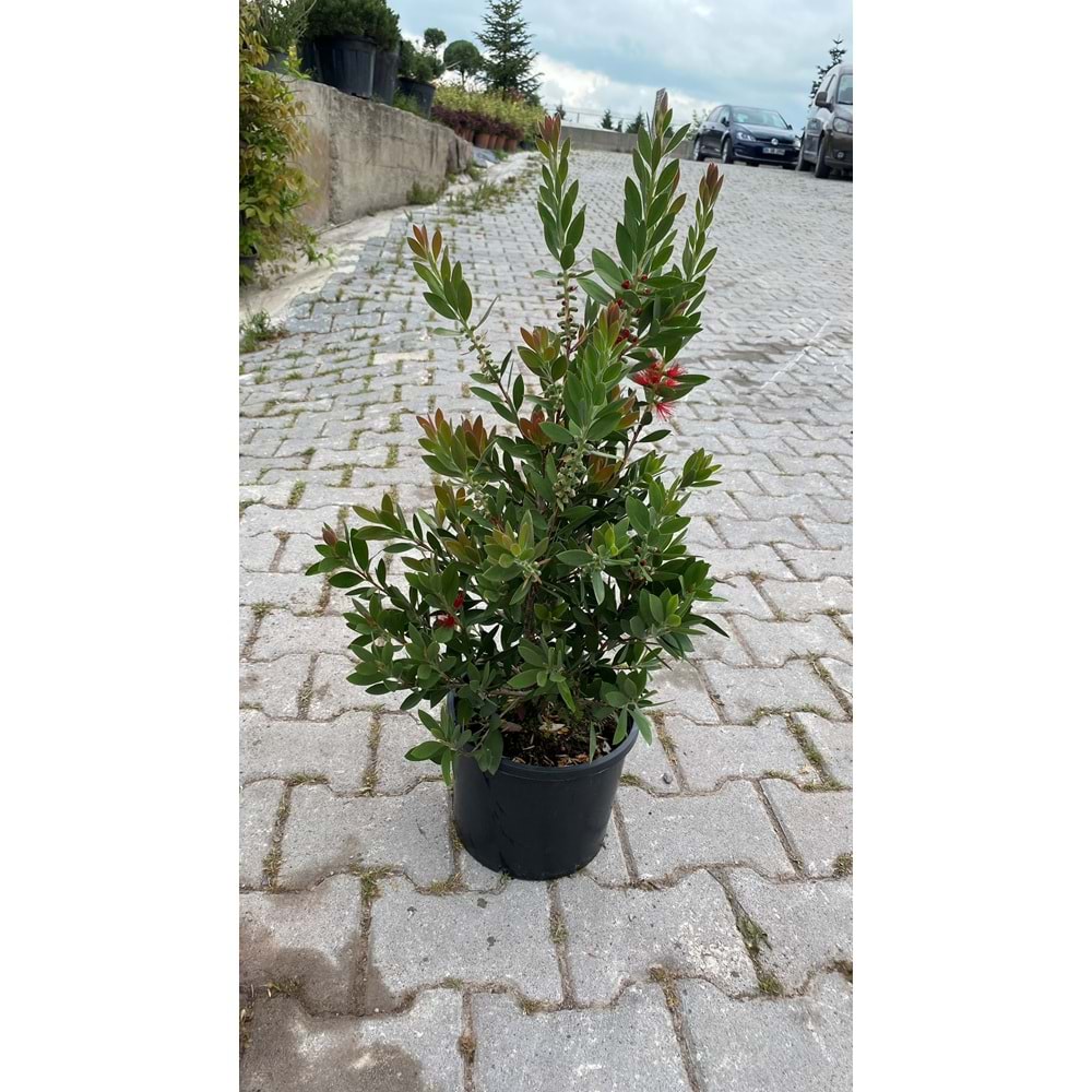 Callistemon leavis (Şişe fırçası çalısı) 3 lt