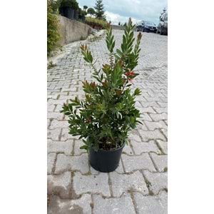 Callistemon leavis (Şişe fırçası çalısı) 3 lt