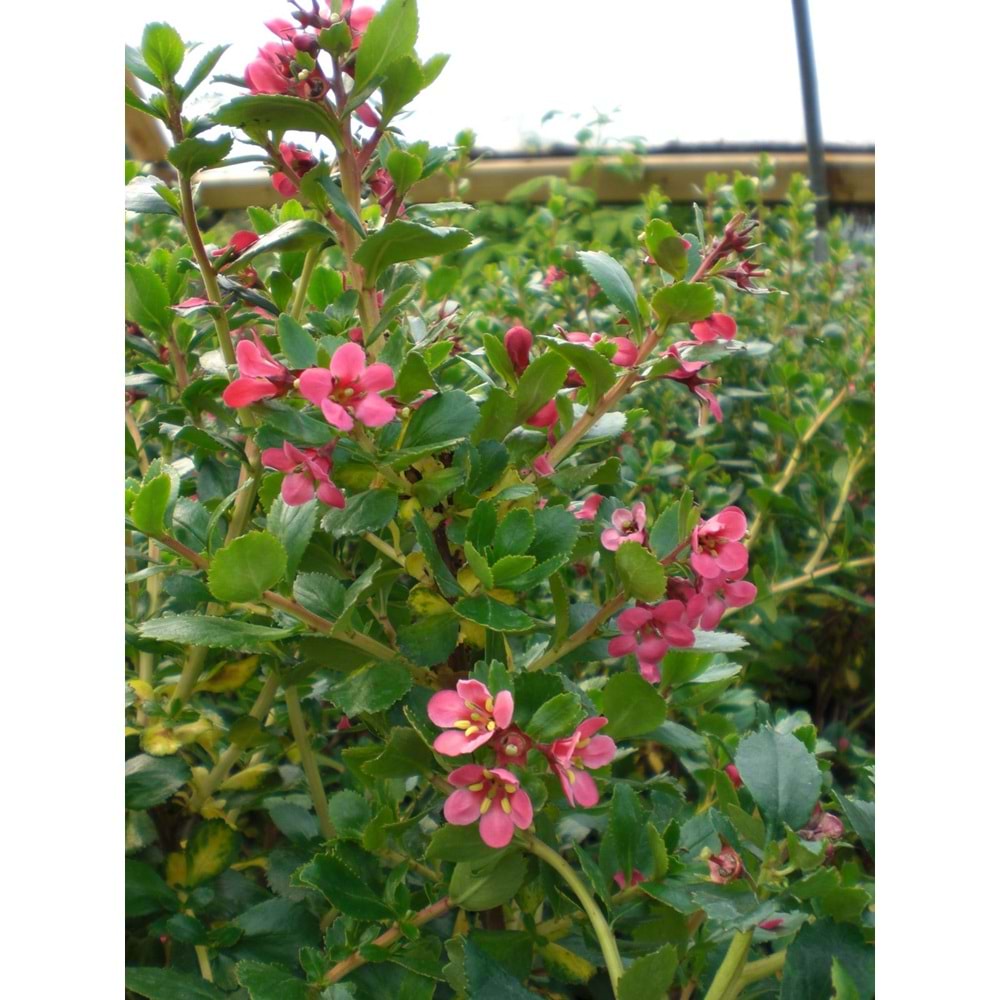 Escallonia donard radiance