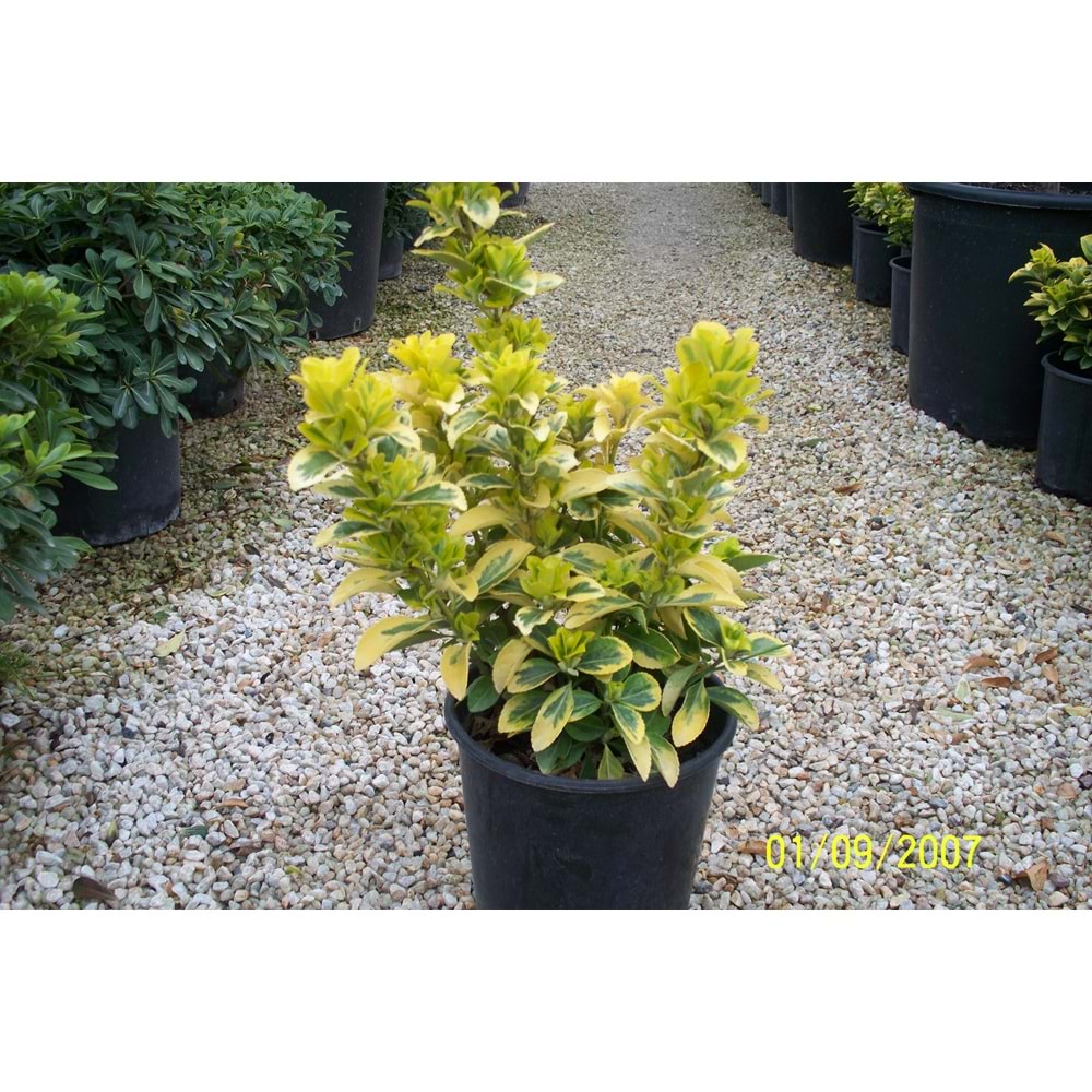 Euonymus japonica aurea