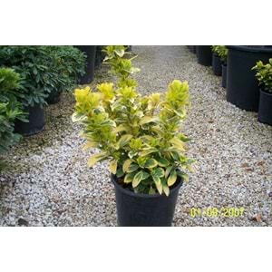Euonymus japonica aurea