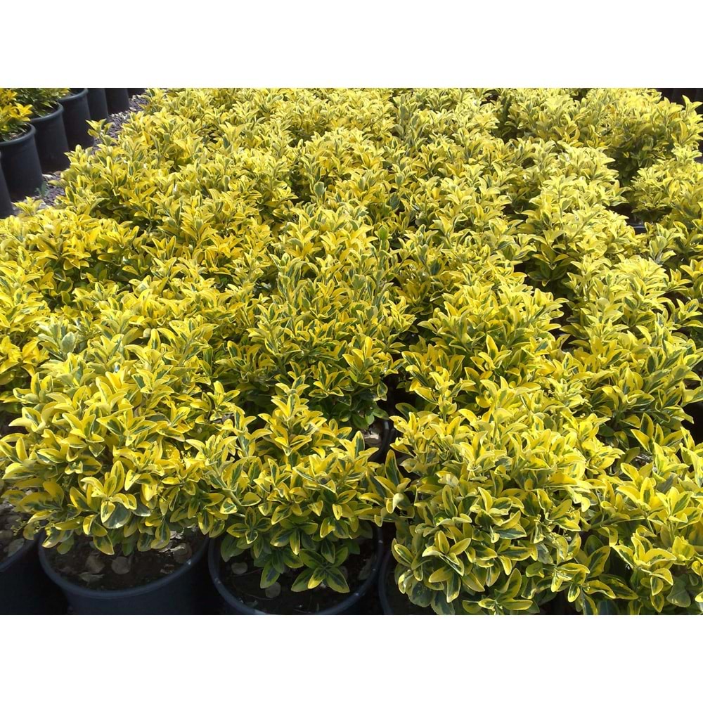Euonymus japonica aurea