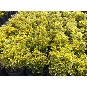 Euonymus japonica aurea