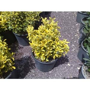 Euonymus japonica aurea