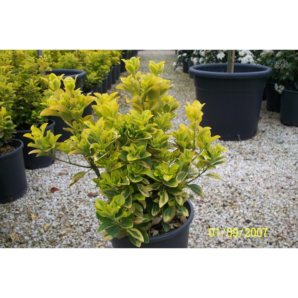 Euonymus japonica aurea
