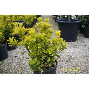 Euonymus japonica aurea