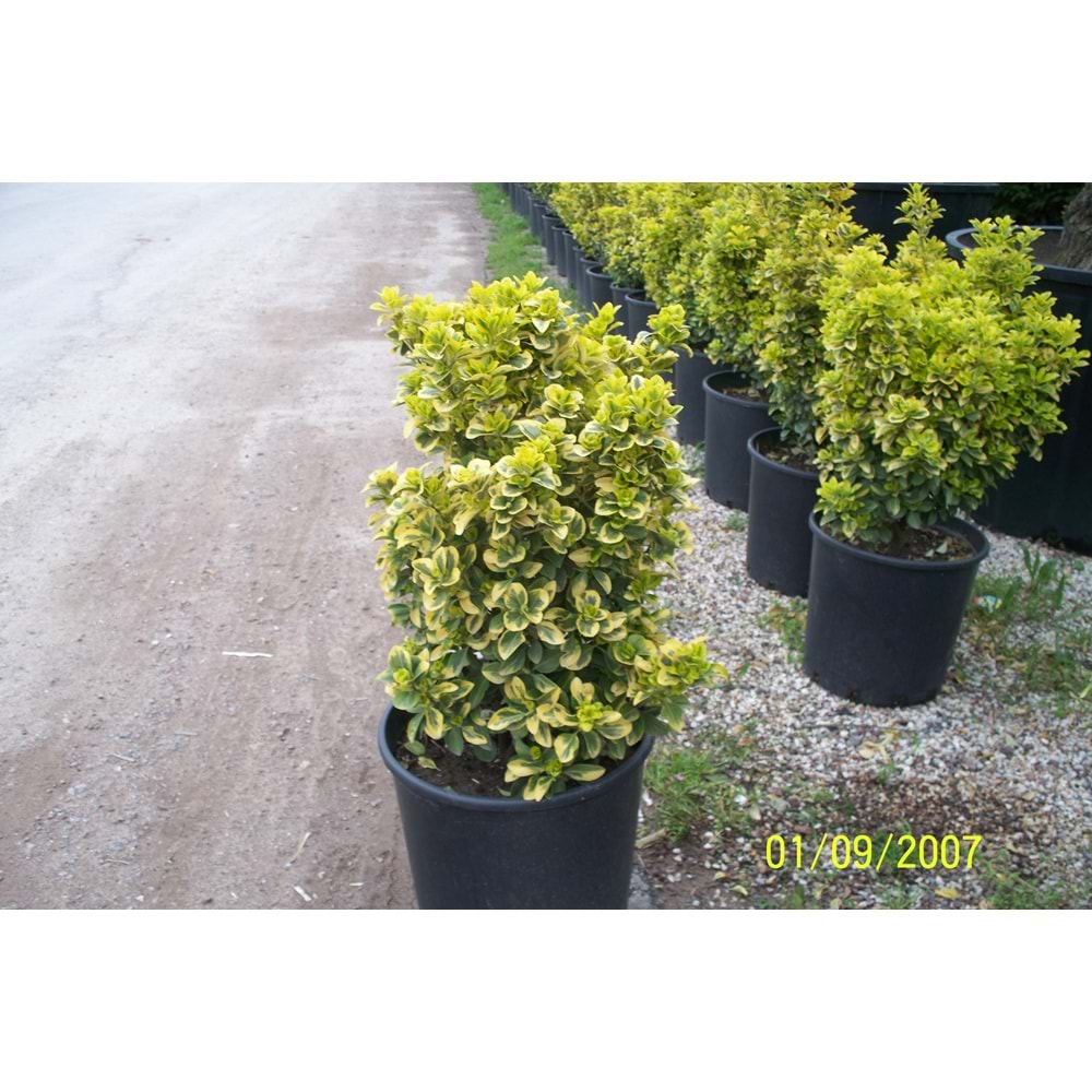 Euonymus japonica aurea