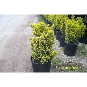 Euonymus japonica aurea