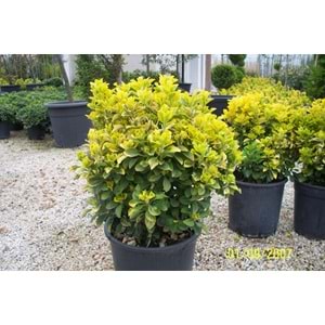 Euonymus japonica aurea