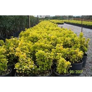Euonymus japonica aurea