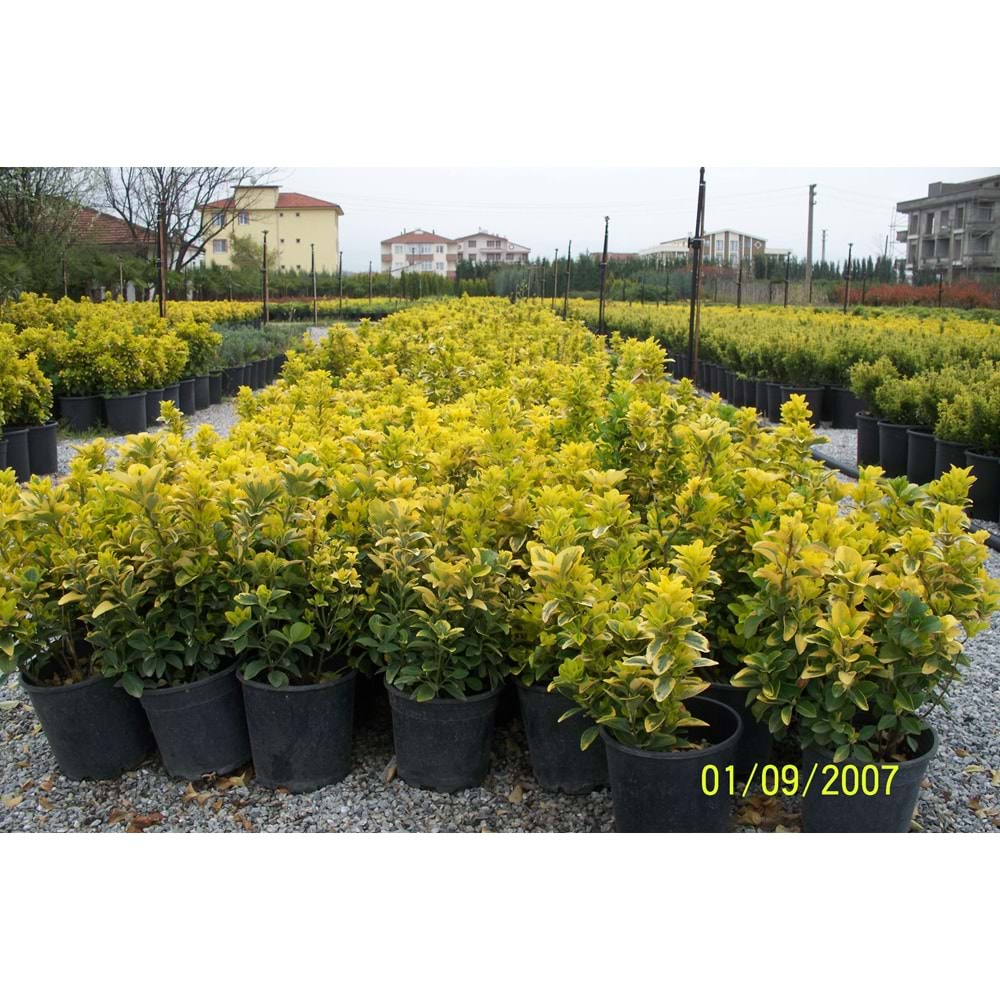 Euonymus japonica aurea