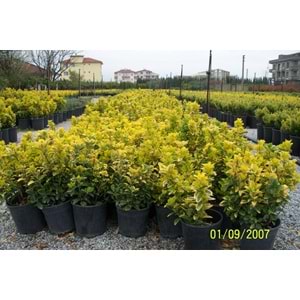 Euonymus japonica aurea