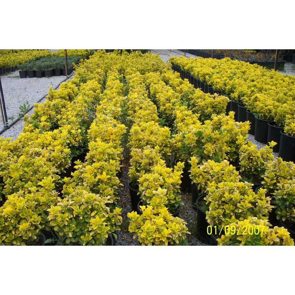 Euonymus japonica aurea