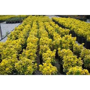 Euonymus japonica aurea