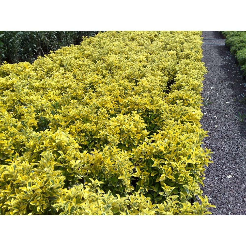 Euonymus japonica aurea