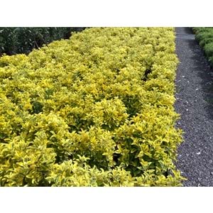 Euonymus japonica aurea