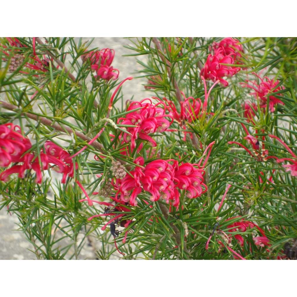 Grevillea rosmarinifolia