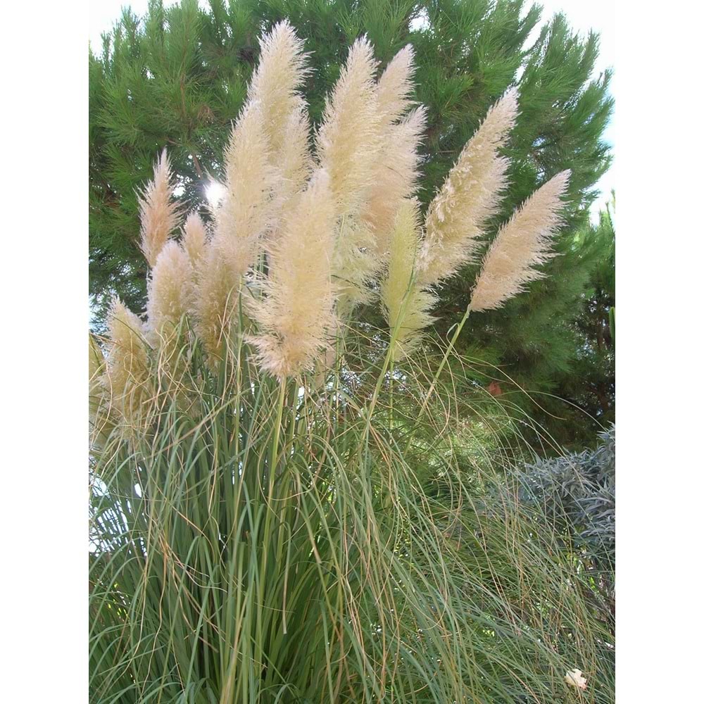 Gynerium argenteum