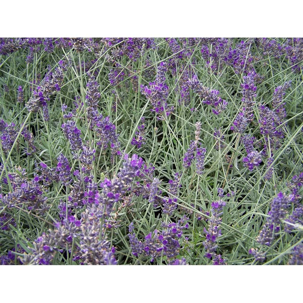 Lavandula angustifolia officinalis