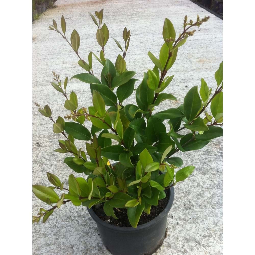 Ligustrum japonicum