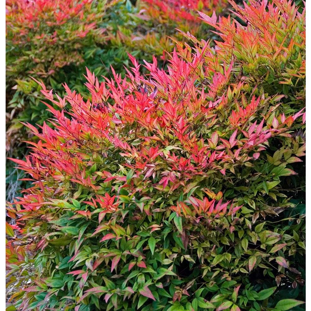 Nandina domestica