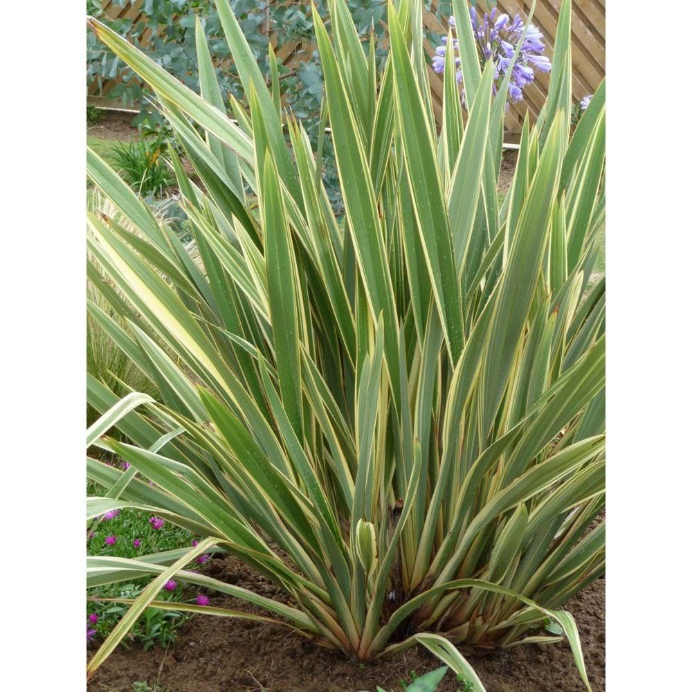 Phormium tenax variegatum