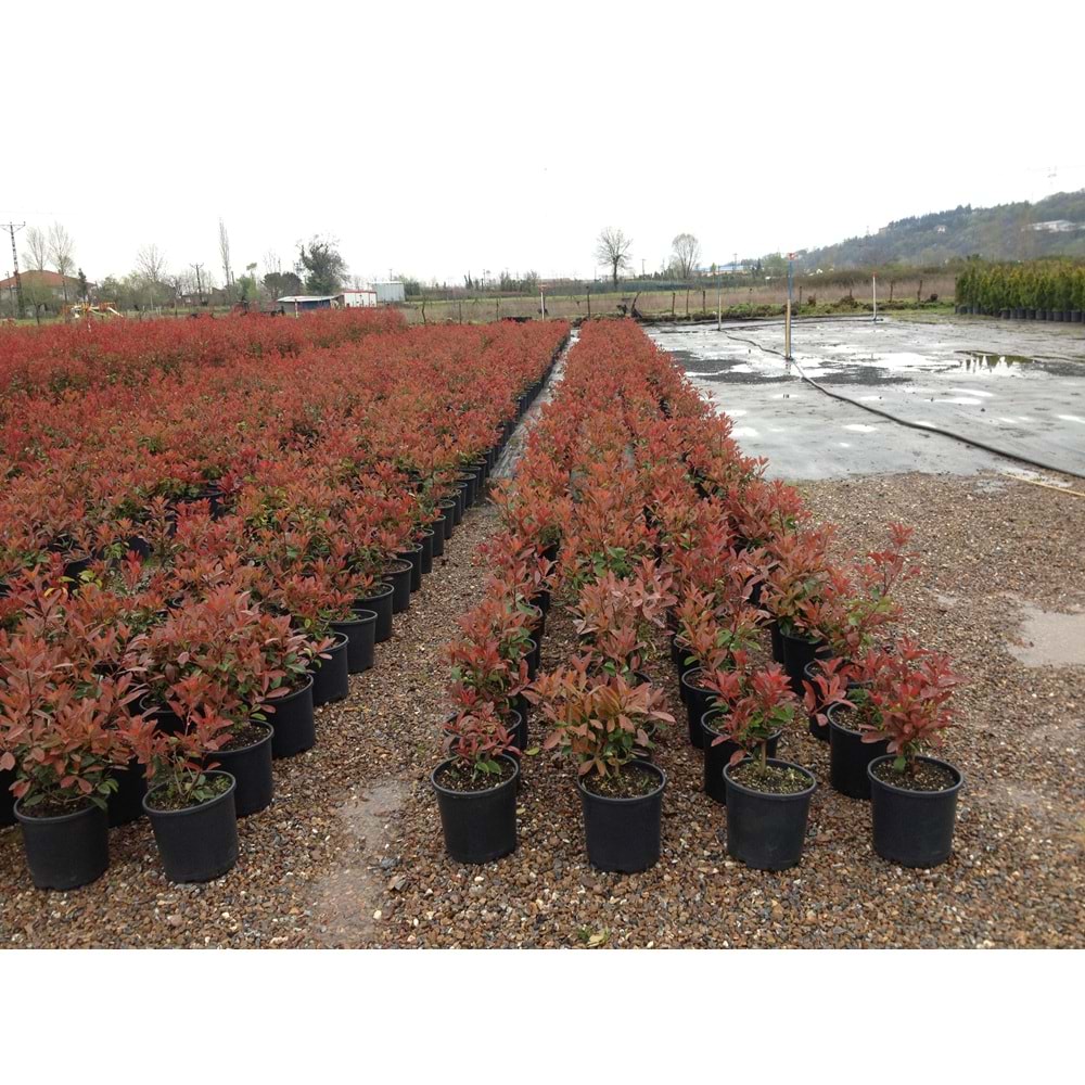 Photinia serrulata' Red Robin'