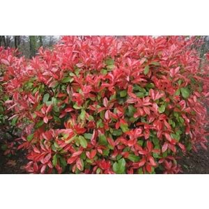 Photinia serrulata' Red Robin'