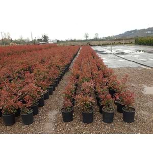 Photinia serrulata' Red Robin'