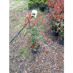 Photinia serrulata' Red Robin'