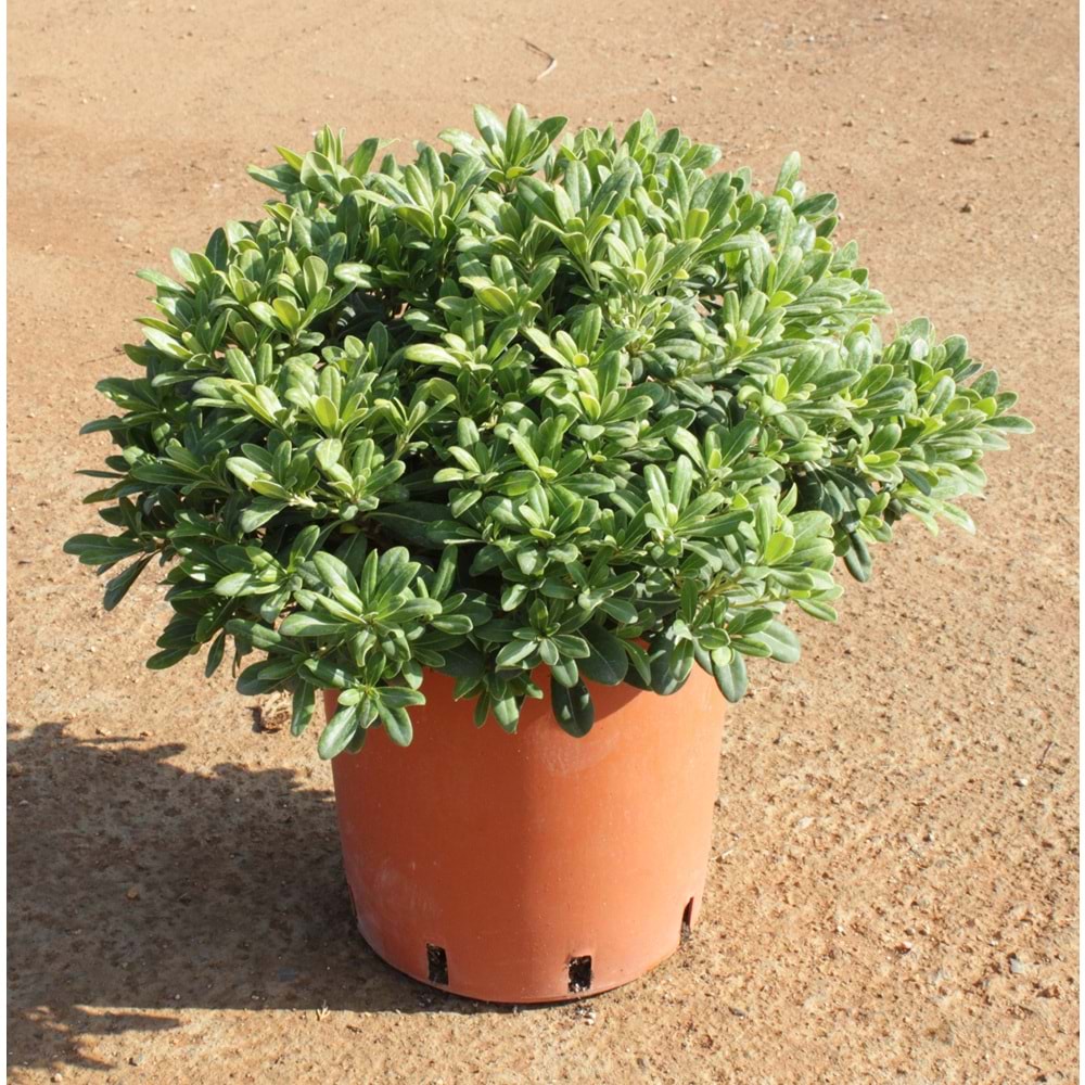 Pittosporum tobira nana
