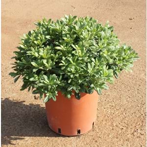 Pittosporum tobira nana