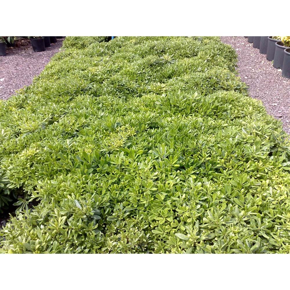 Pittosporum tobira nana