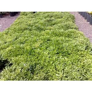 Pittosporum tobira nana