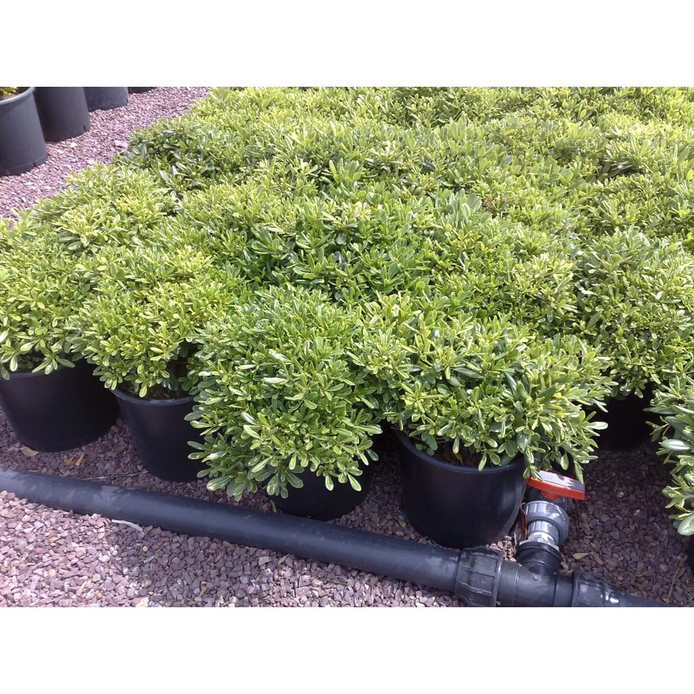 Pittosporum tobira nana